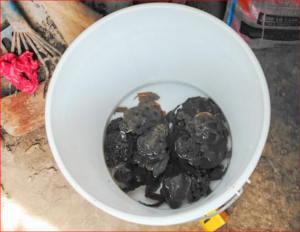 NO ERA UN REMEDIO, ERA UN DELITO: CONDENAN A TRES PERSONAS POR TRAFICAR RANAS GIGANTES DEL TITICACA