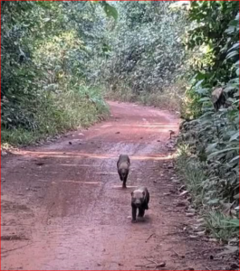 HISTÓRICO AVISTAMIENTO DE UN PERRO DE MONTE EN RIBERALTA ALARMA Y EMOCIONA A CIENTÍFICOS