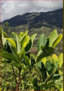 “GOBIERNO DE PAZ DECLARA LA GUERRA AL NARCOTRÁFICO: $US 492 MILLONES PARA FRENAR EL AVANCE DE LA COCA”